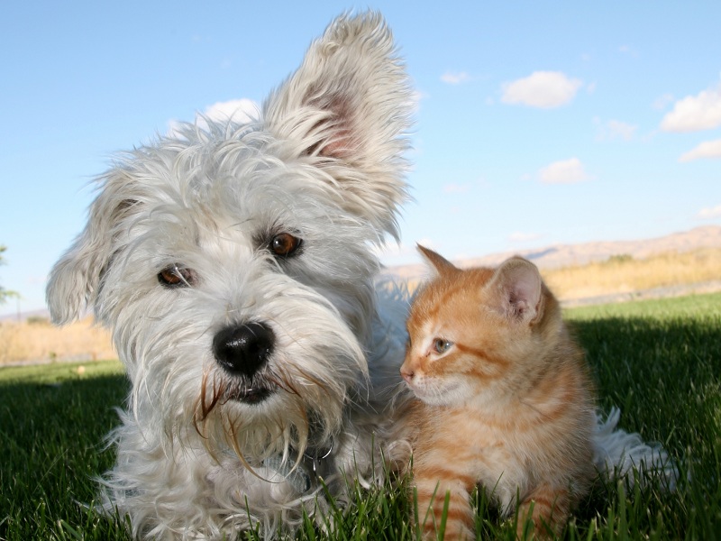 cachorro e gatos um ao lado do outro ter um pet