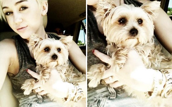 Miley Cyrus escreve sobre a morte de sua cachorrinha