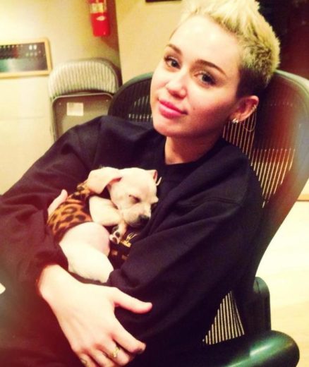 Miley Cyrus adota filhote de cachorro