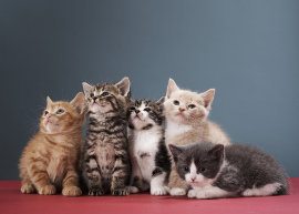 Os gifs de gatinhos mais fofos da internet