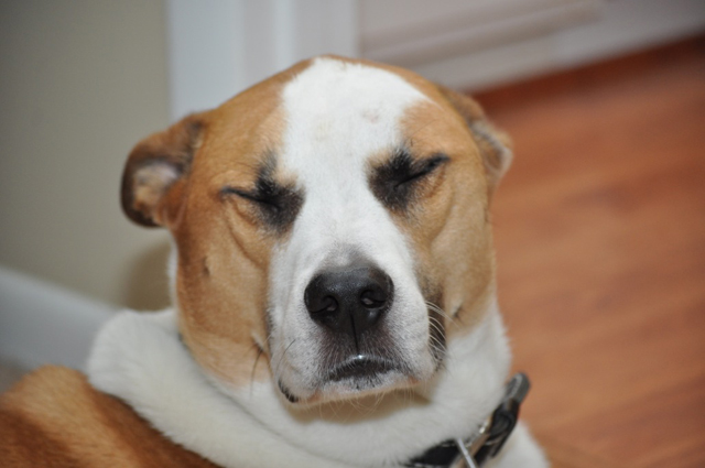 Cachorros que representam como foi seu ano de 2015