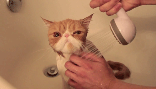 gatinho sendo lavado