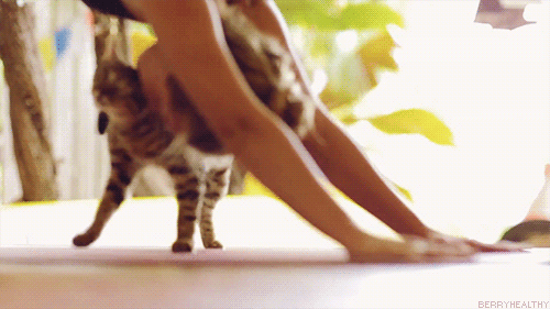 gato yoga