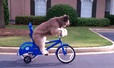 cachorro de bicicleta