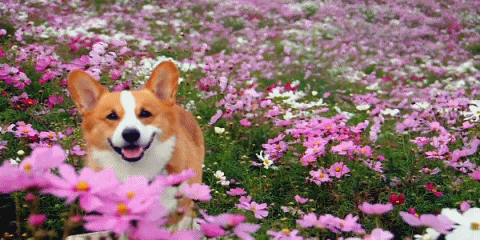 cachorro flores