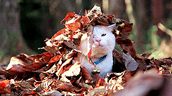 gato nas folhas