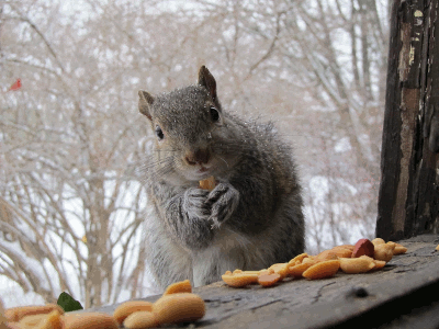 esquilo comendo