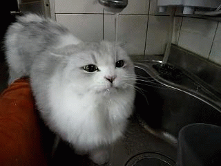 gato tomando água