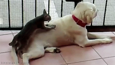 gif de gato massageando cachorro