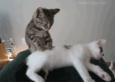 gif de gato massageando cachorro