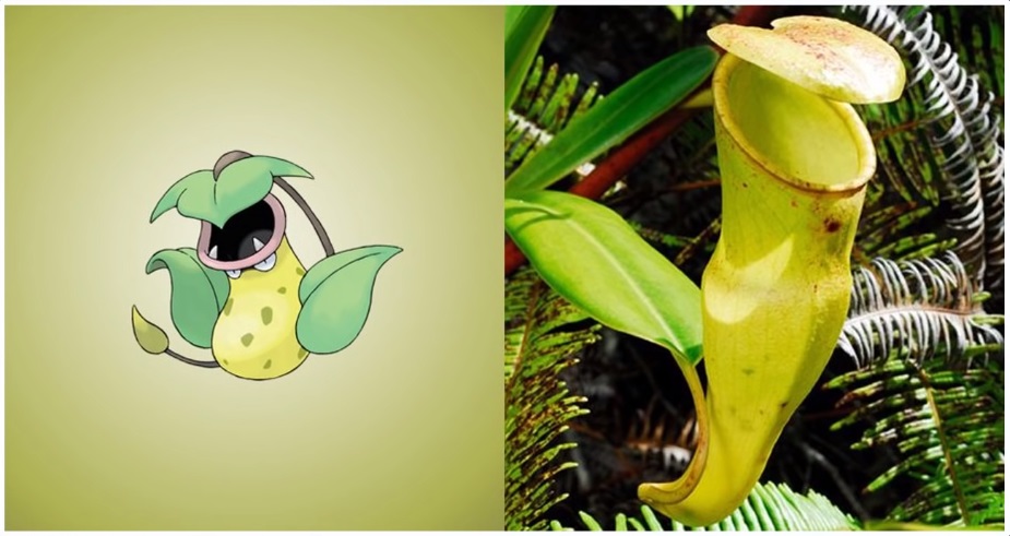 6 POKEMON que existem na vida real! 