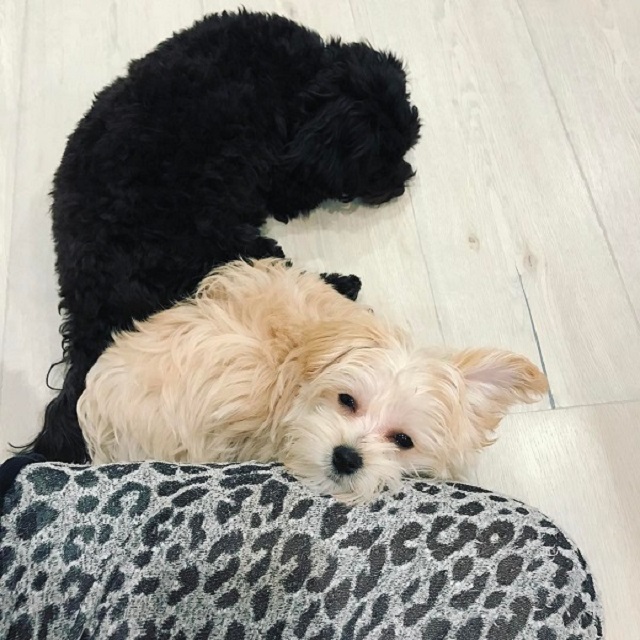 cachorrinhos da cantora Demi Lovato aparecem descansando juntos