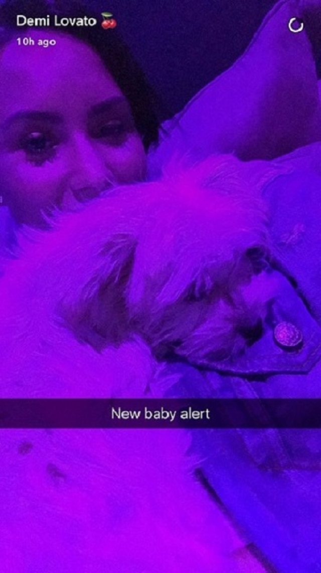 cantora Demi Lovato com seu novo cachorrinho de estimação em momento de relaxamento