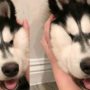 18 fotos de cachorros bochechudos para amassar MUUUITO!