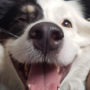 18 fotos de cachorros bochechudos para amassar MUUUITO!