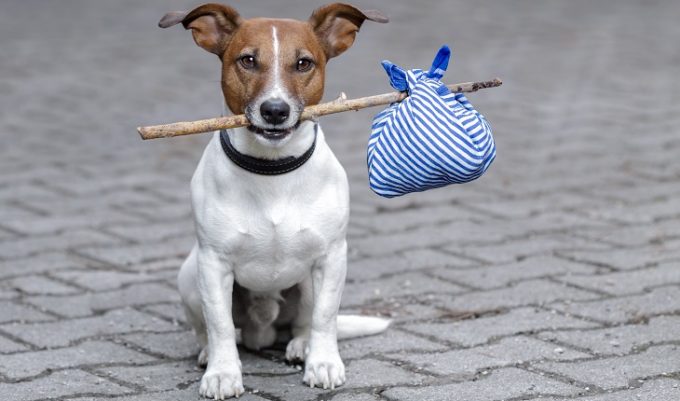 Veja as diferenças entre as raças de cachorros e como escolher o seu pet!