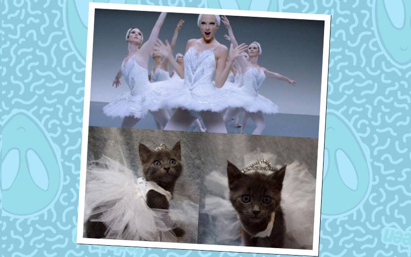 Taylor Swift e gatos vestidos iguais a ela