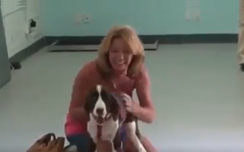 mulher se emociona ao ver que seu cachorrinho que era tetraplégico anda novamente