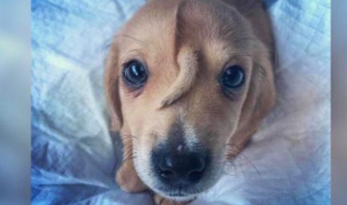 cachorro com rabo na testa