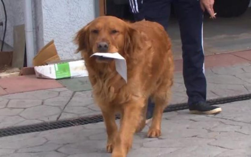 Em meio à pandemia, cachorrinho ajuda idosos com as compras e vídeo viraliza!