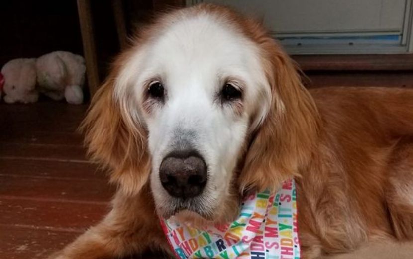 Cão comemora 20 anos e é considerado o golden retriever mais velho da história