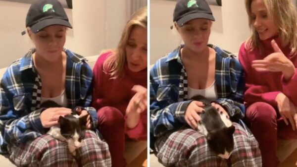 Luisa Mell mostra gatinha deficiente que Luísa Sonza adotou: "Enorme coração"