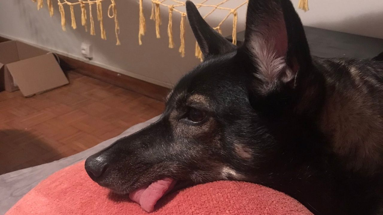 Mulher causa comoção na internet por querer doar cachorrinha de 7 anos; entenda