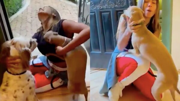 Plínio, cachorro de Anitta, volta a chamar atenção por sua reação ao ver a tutora