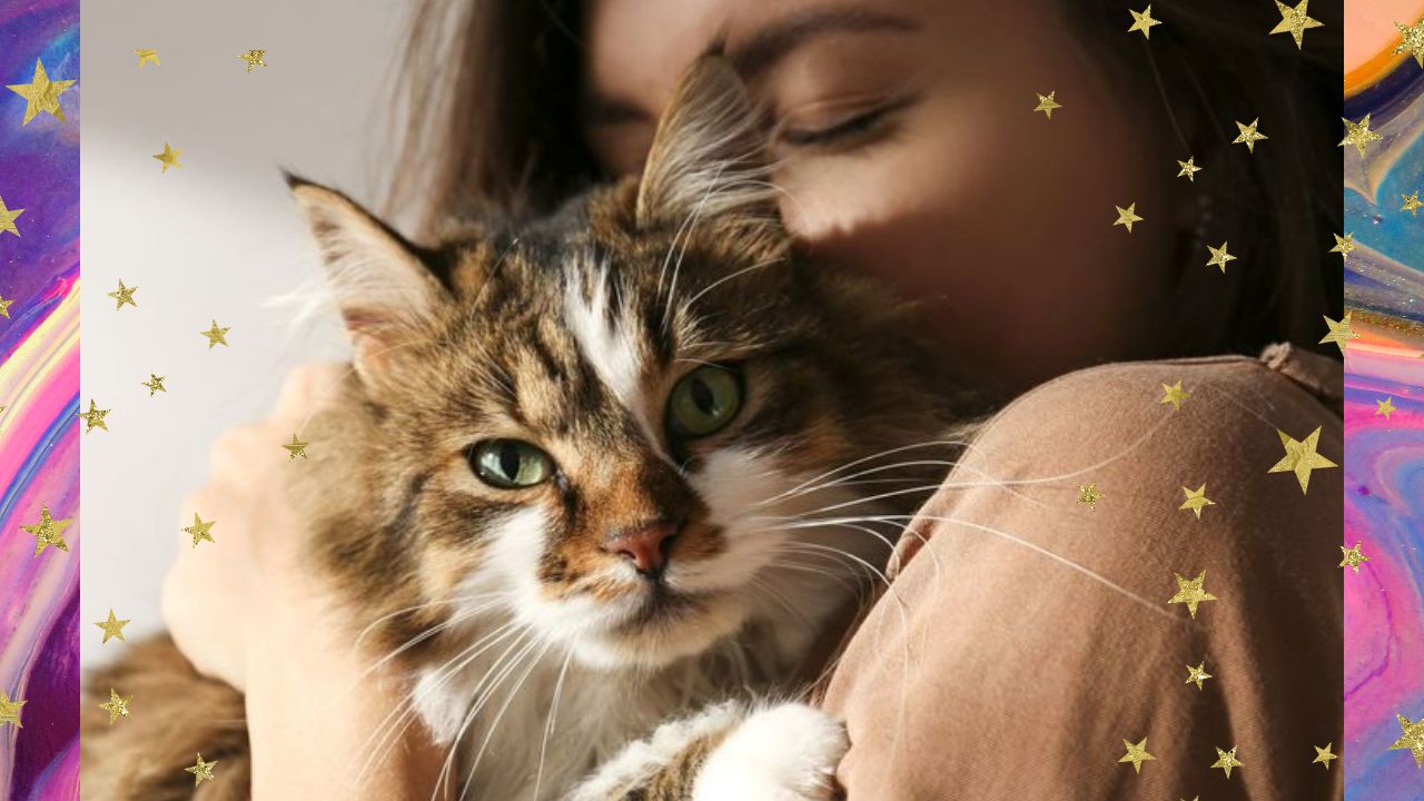 5 coisas que você precisa saber antes de adotar um gato